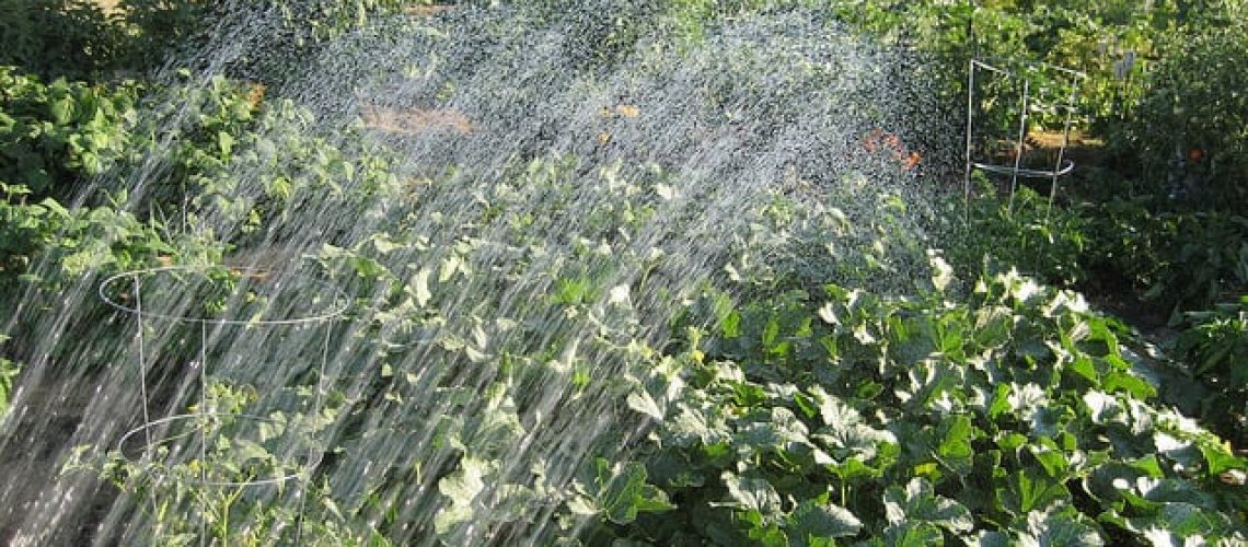 Save-Water-in-the-Garden