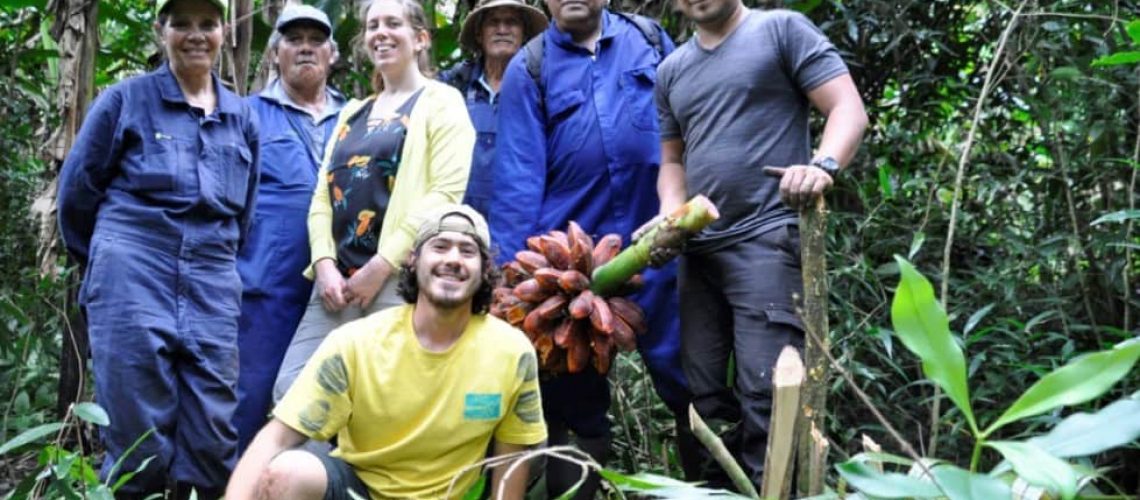 bannanas argriculture cook islands